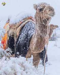 Arabia Saudita - Neve nel deserto, non accadeva da 30 anni