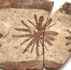 Mesopotamia - Halaf, la "scoperta" della matematica