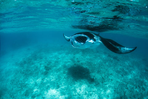Manta Ray Experience