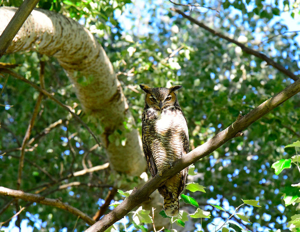Great Horned Owl - Southern Montana