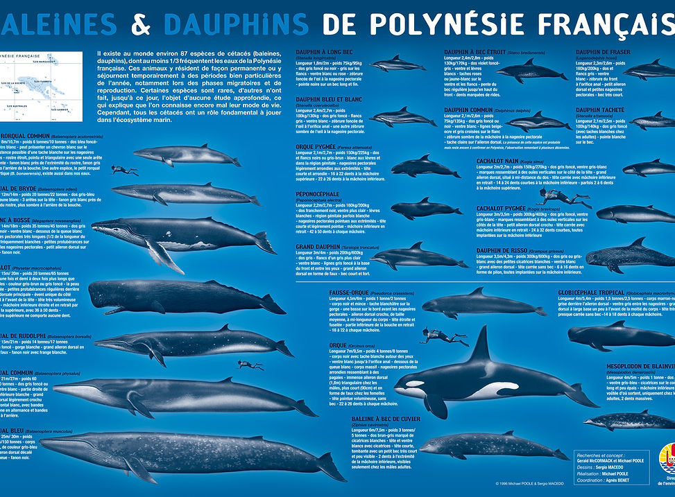 Whalesdolphins-pf.jpg