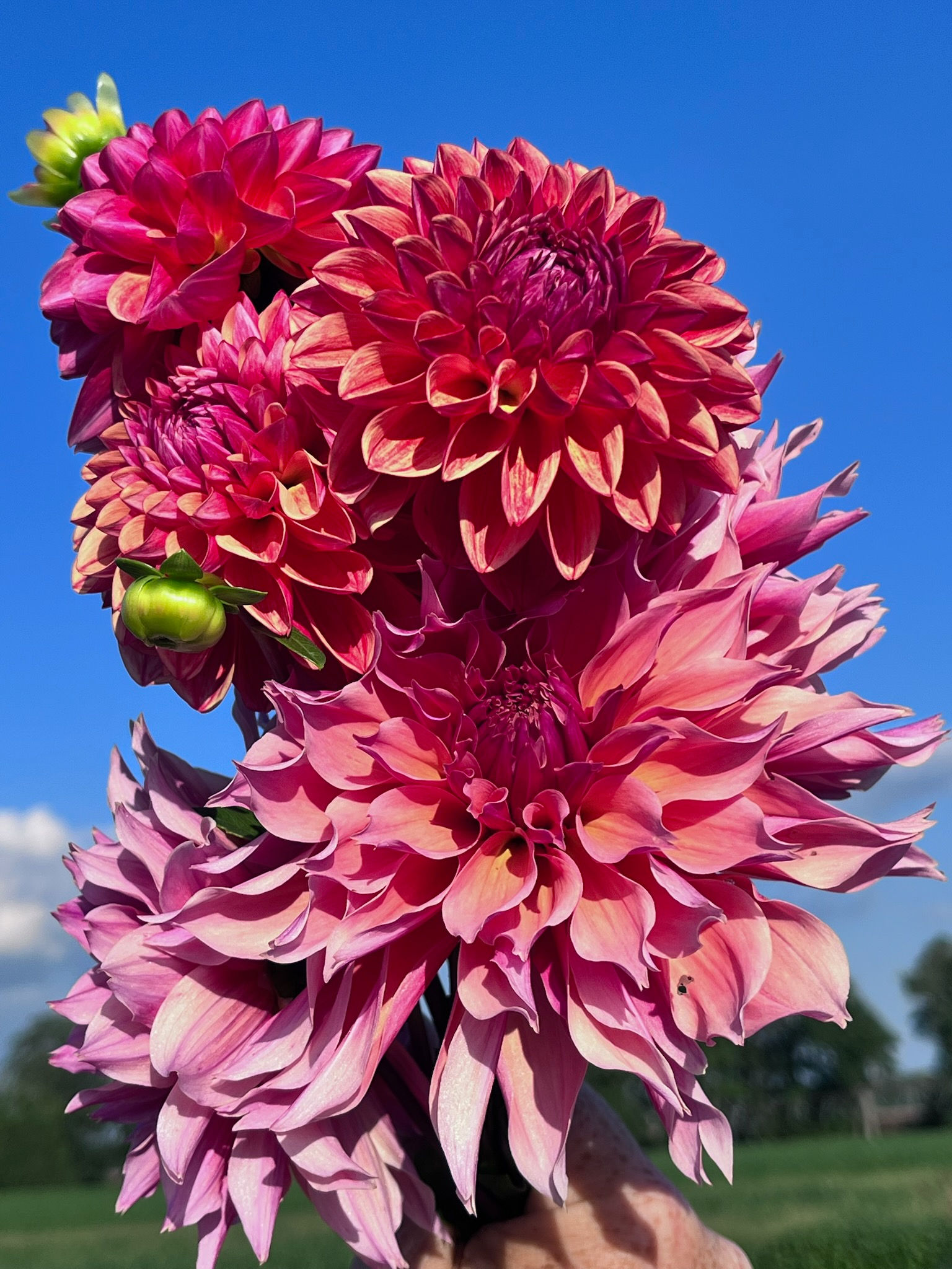 2026 Dahlia Subscription