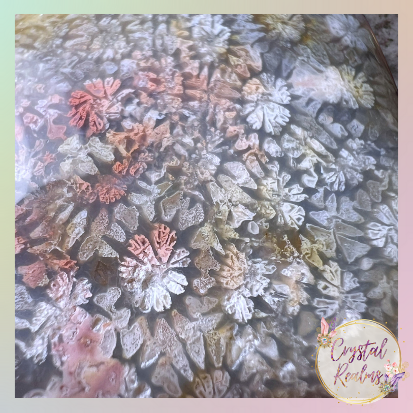 Miniaturbild: Fossil Coral Agate Cabochons