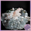 Thumbnail: Pink Manganoan Calcite on Chalcopyrite