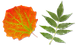 leaves.png