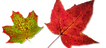 differentleaves.png