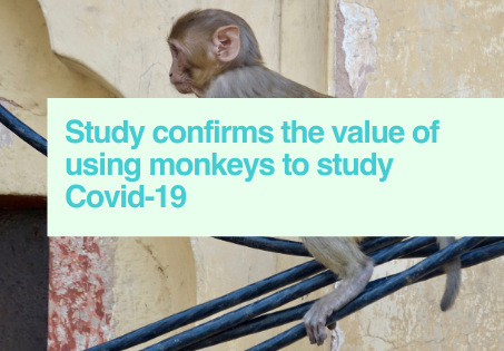 Monkeys for Covid-19 research
