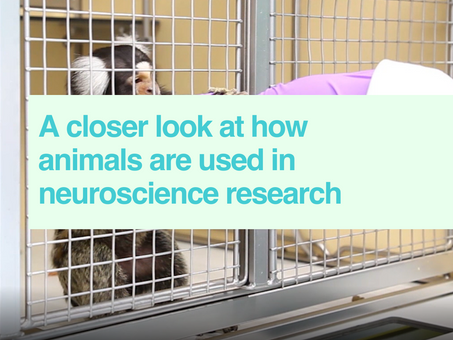 Animals in neuroscience research