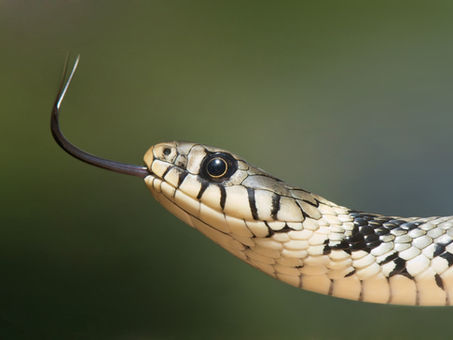 Venom gland organoids may lead to wider treatments