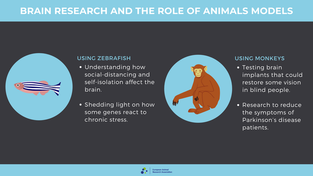 Feature Why do we need to use animals in neuroscience research?