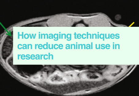 Imaging techniques