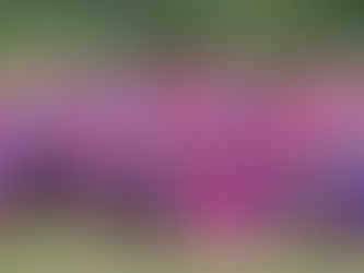 Paddle in Paradise 2017