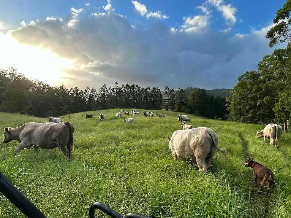 farm.jpeg