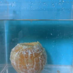 Orange pelée qui coule