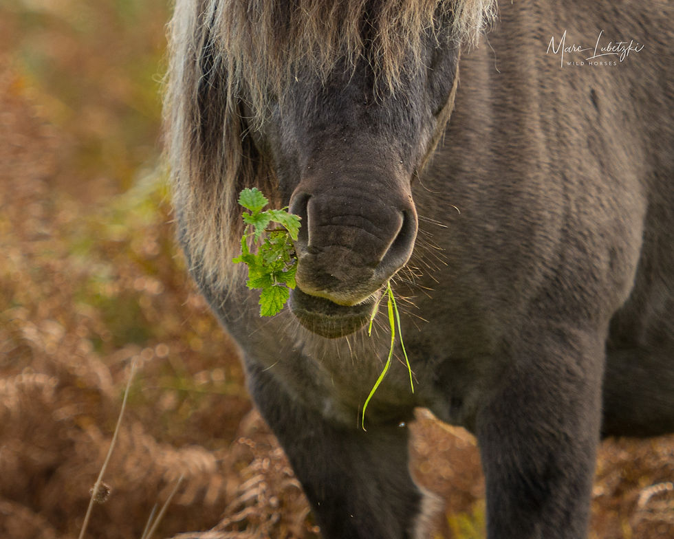Wildpferd frisst Kräuter