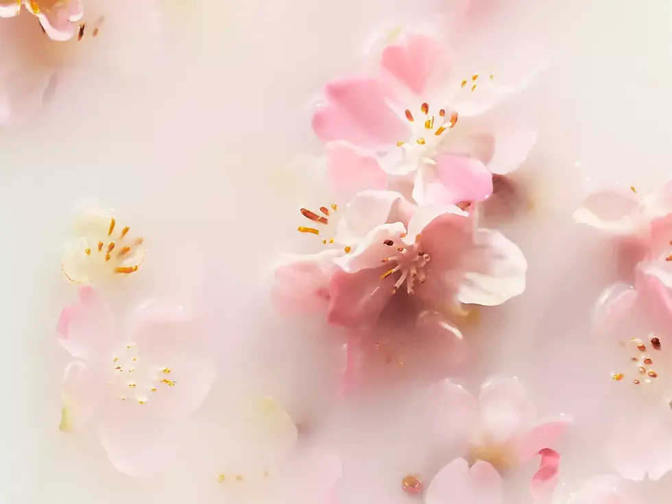                       The Ritual of Sakura