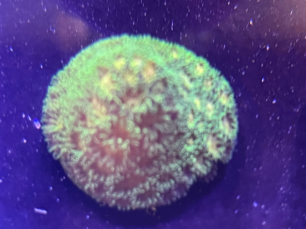 Polkaroo Leptastrea Coral Frag