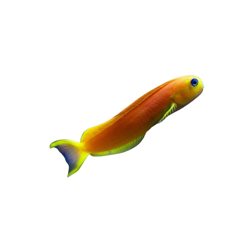 Midas Blenny