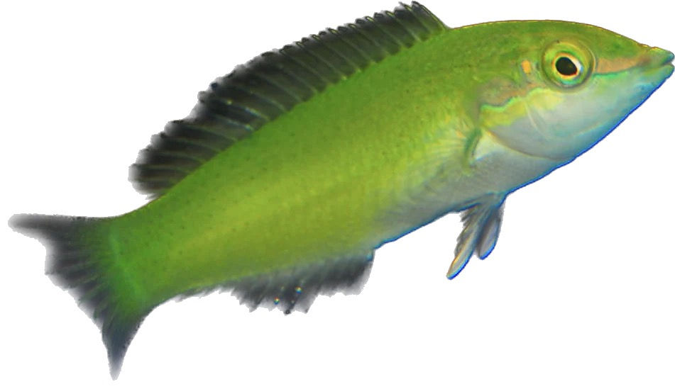 Corris Green Wrasse (Halichoeres chloropterus)