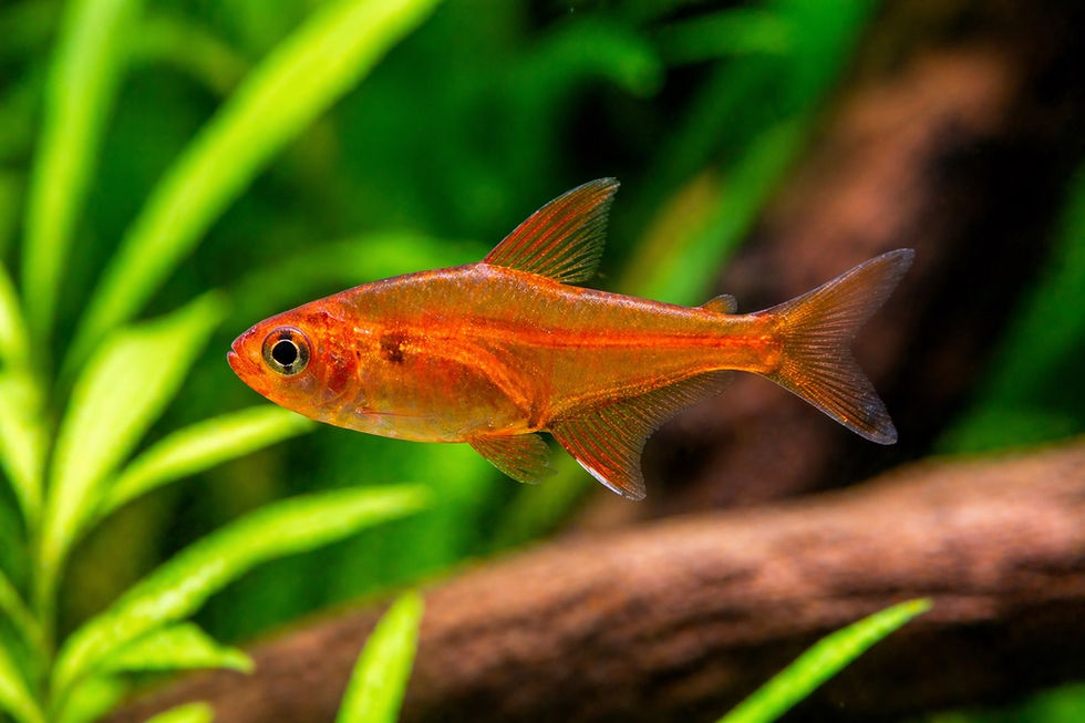 Tetra Ember