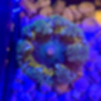 Ultra Rock Flower Anemones