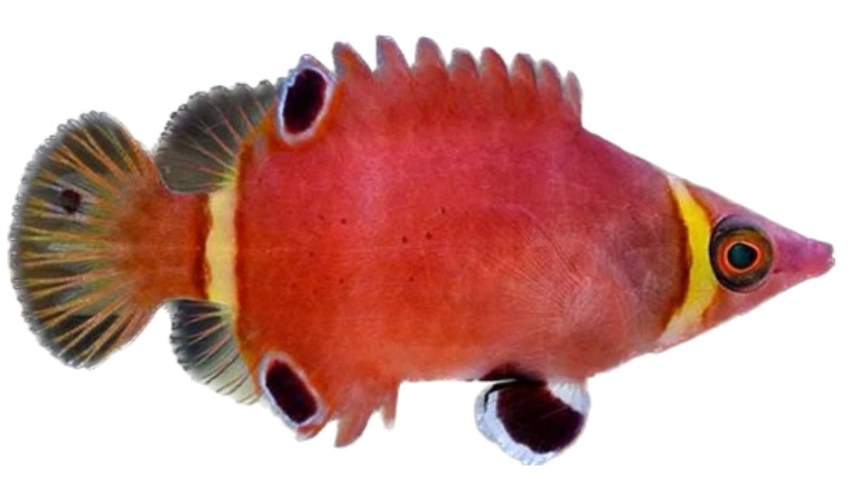 Yellow Banded Possum Wrasse