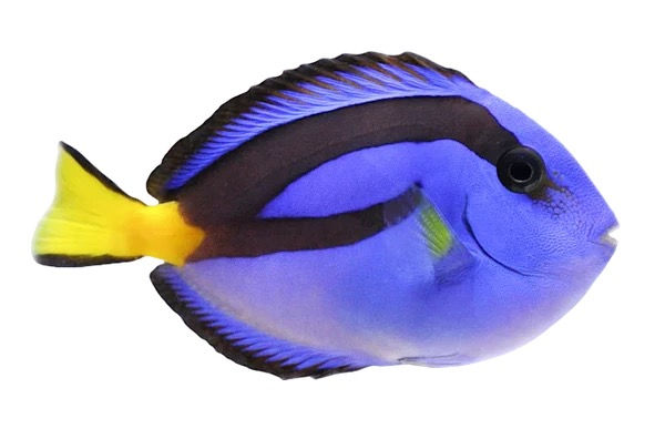Blue Hippo Tang