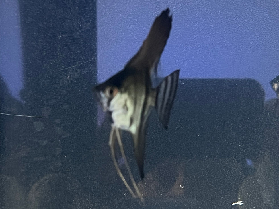 Thumbnail: Freshwater Angelfish (Pterophyllum scalare)