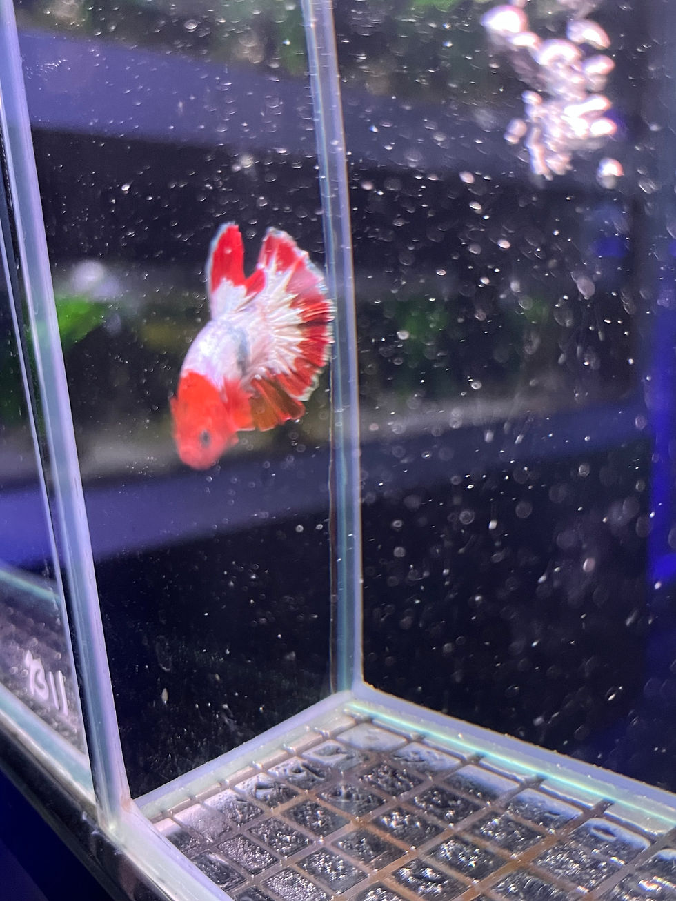Red Fancy Copper Male Betta