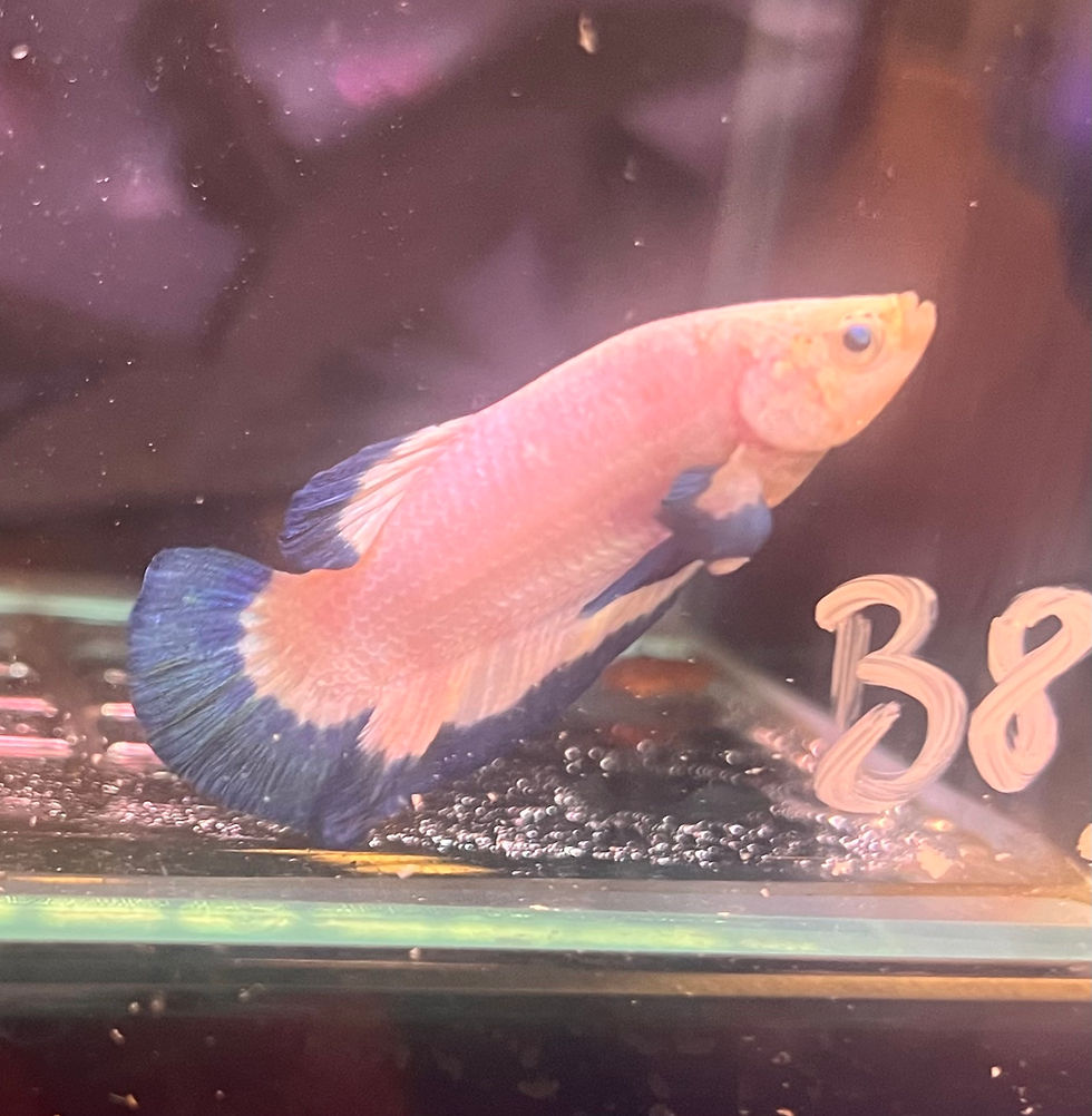 Betta splendens (Marble Male Betta)