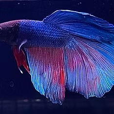 Thumbnail: Assorted Male Halfmoon Betta
