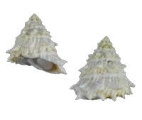 Spiney Pacific Turban Snail – RW Select