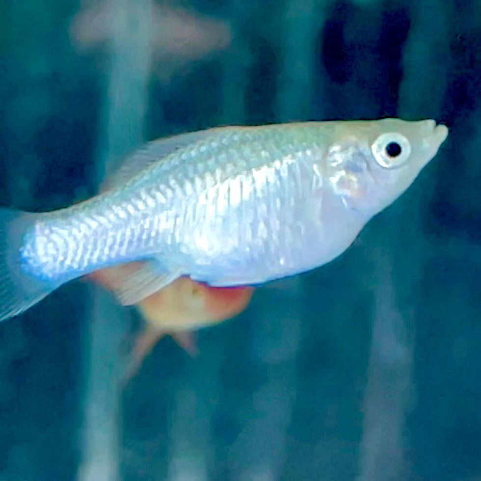 Silver Molly