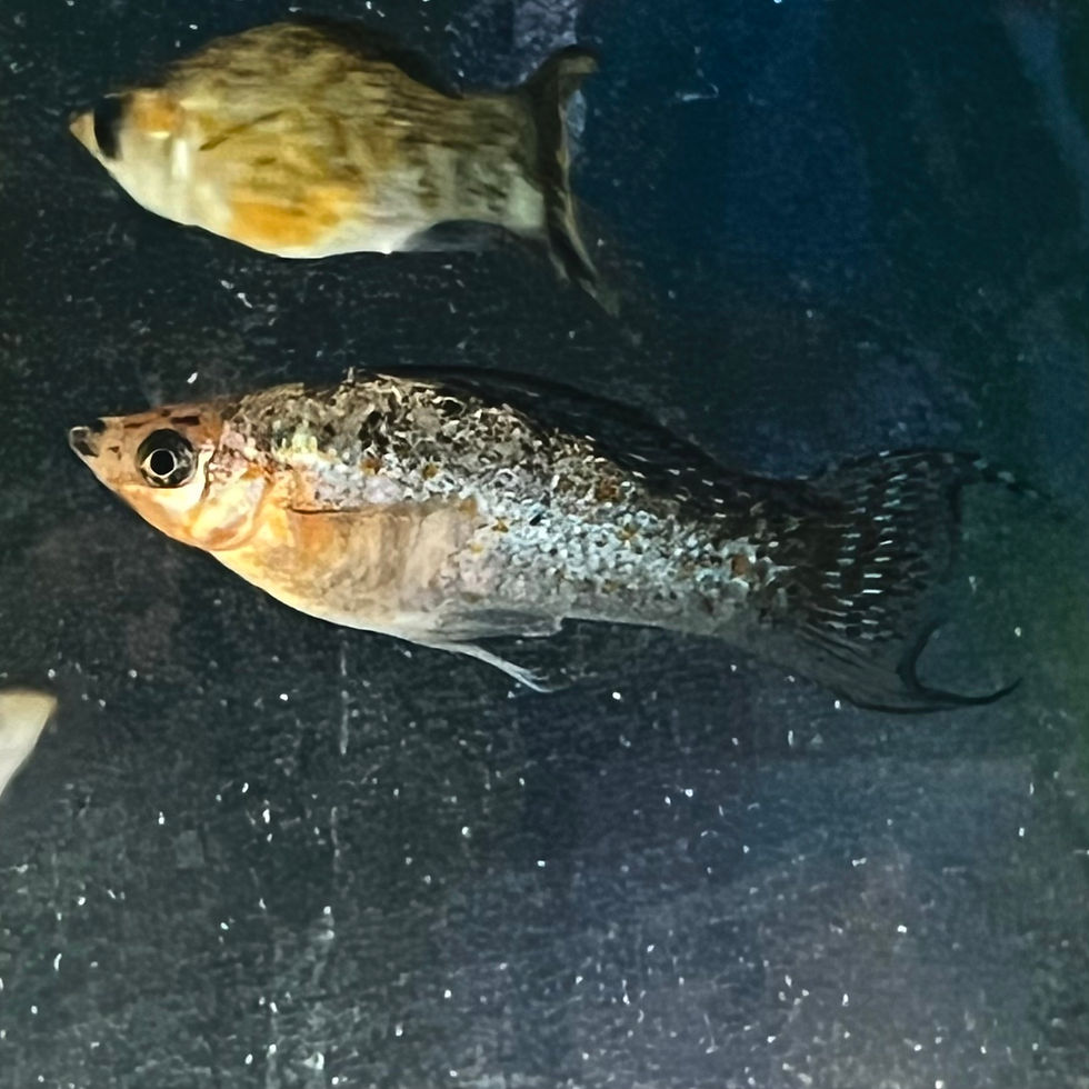 Lyretail Red Leopard Molly