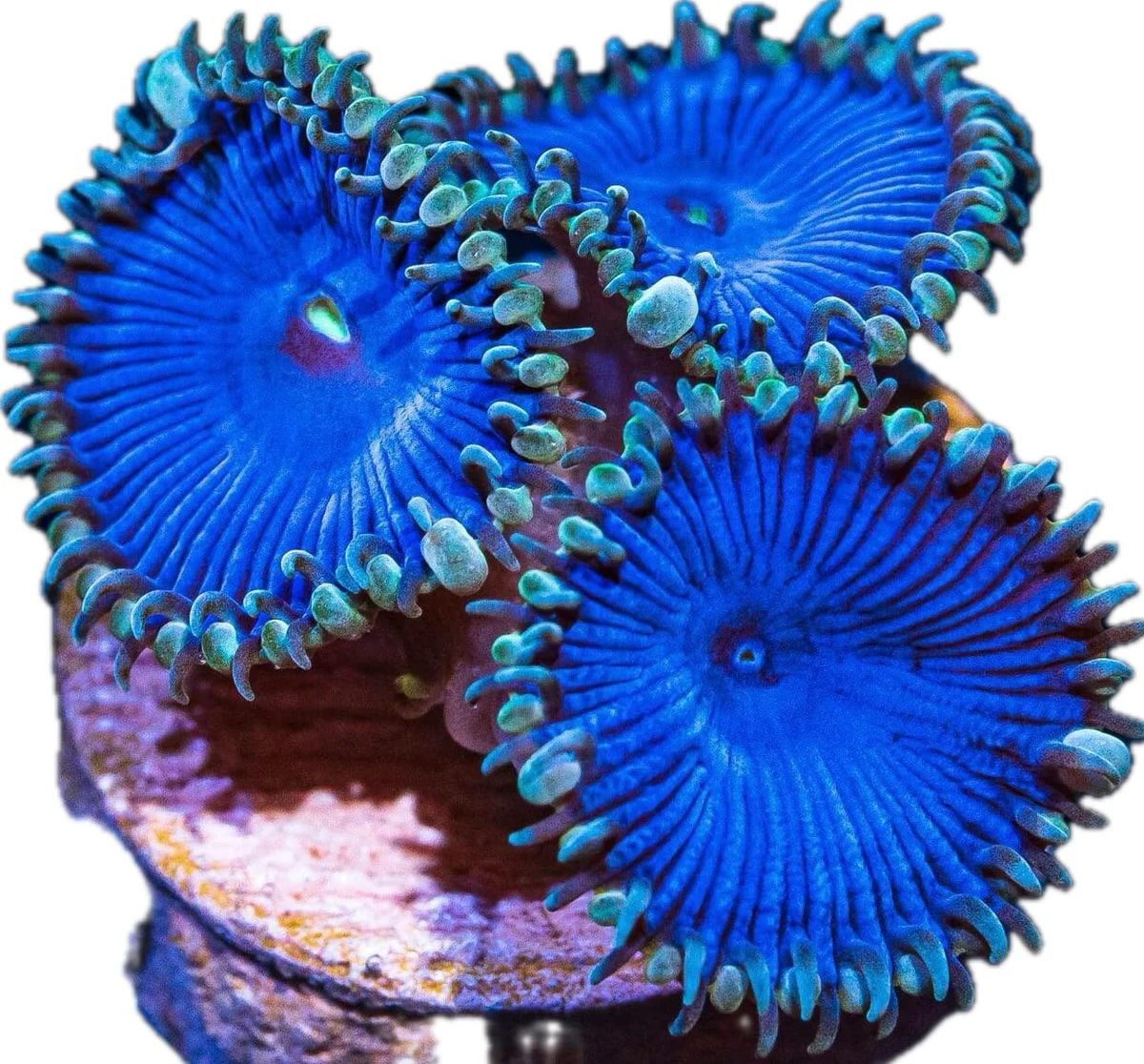 Blue Death Zoa Coral Frag