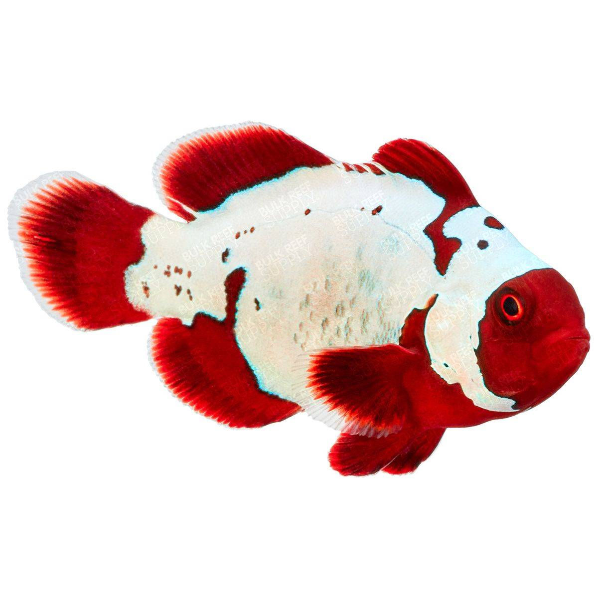 Thunder Maroon Clownfish (Captive Bred)