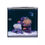 Thumbnail: HelloReef Clownfish & Anemone Aquarium Kit
