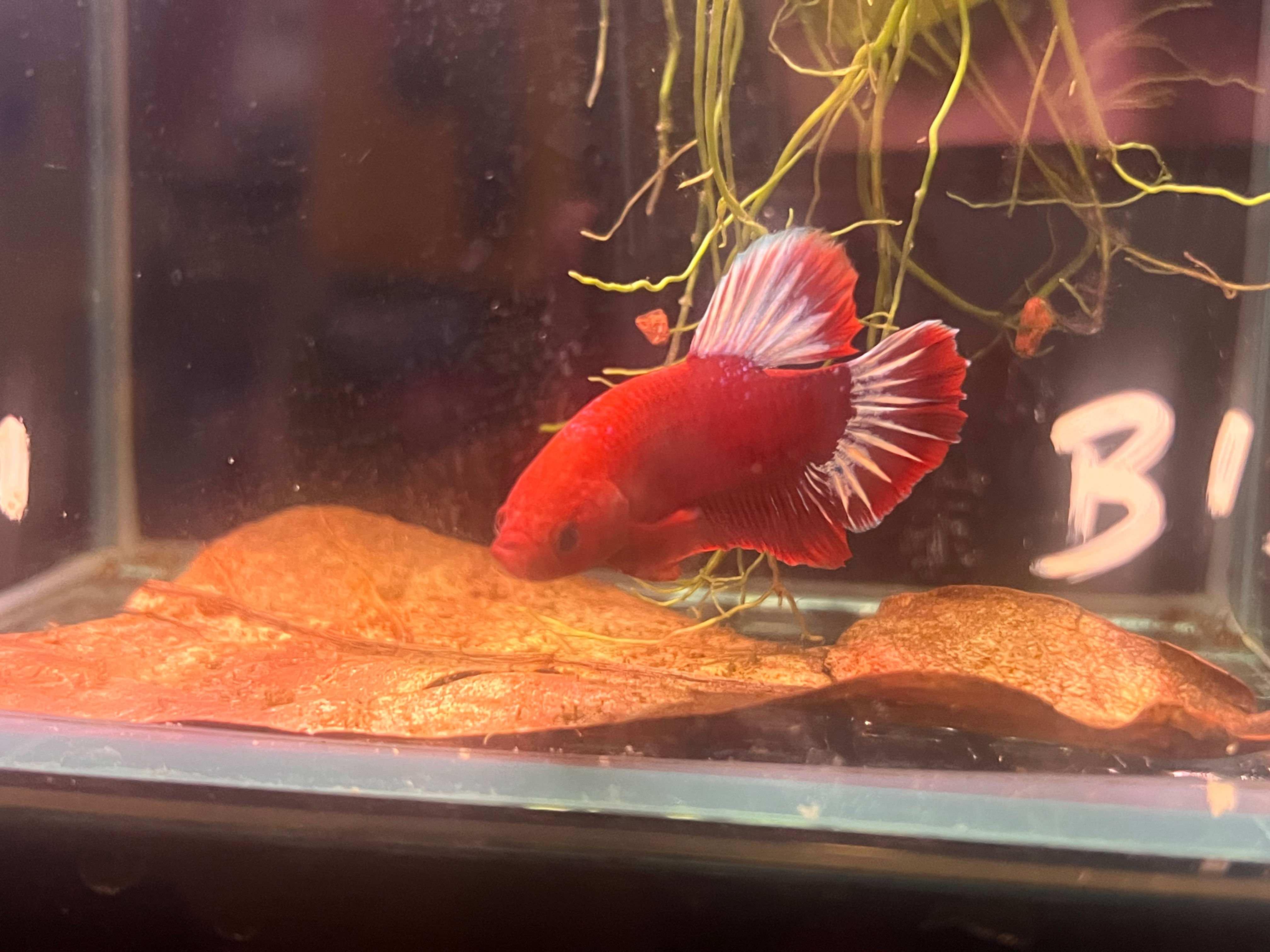 Betta splendens (Red Fancy Female Betta)