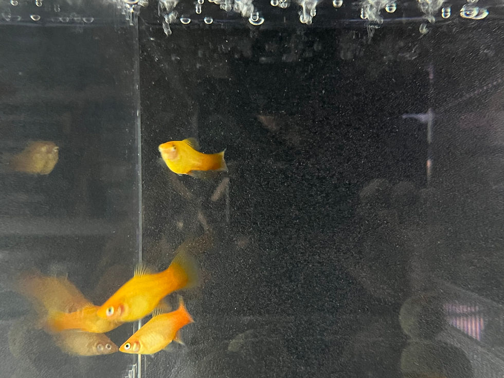 Sunset Platy (Xiphophorus maculatus)