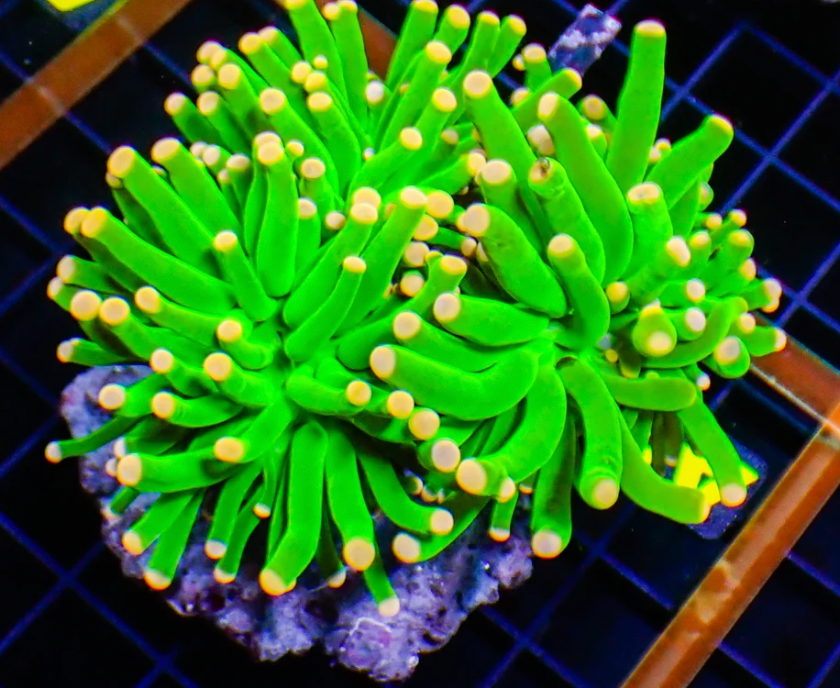 Mandarin Swag Torch Coral – Intense Green with Orange Tips