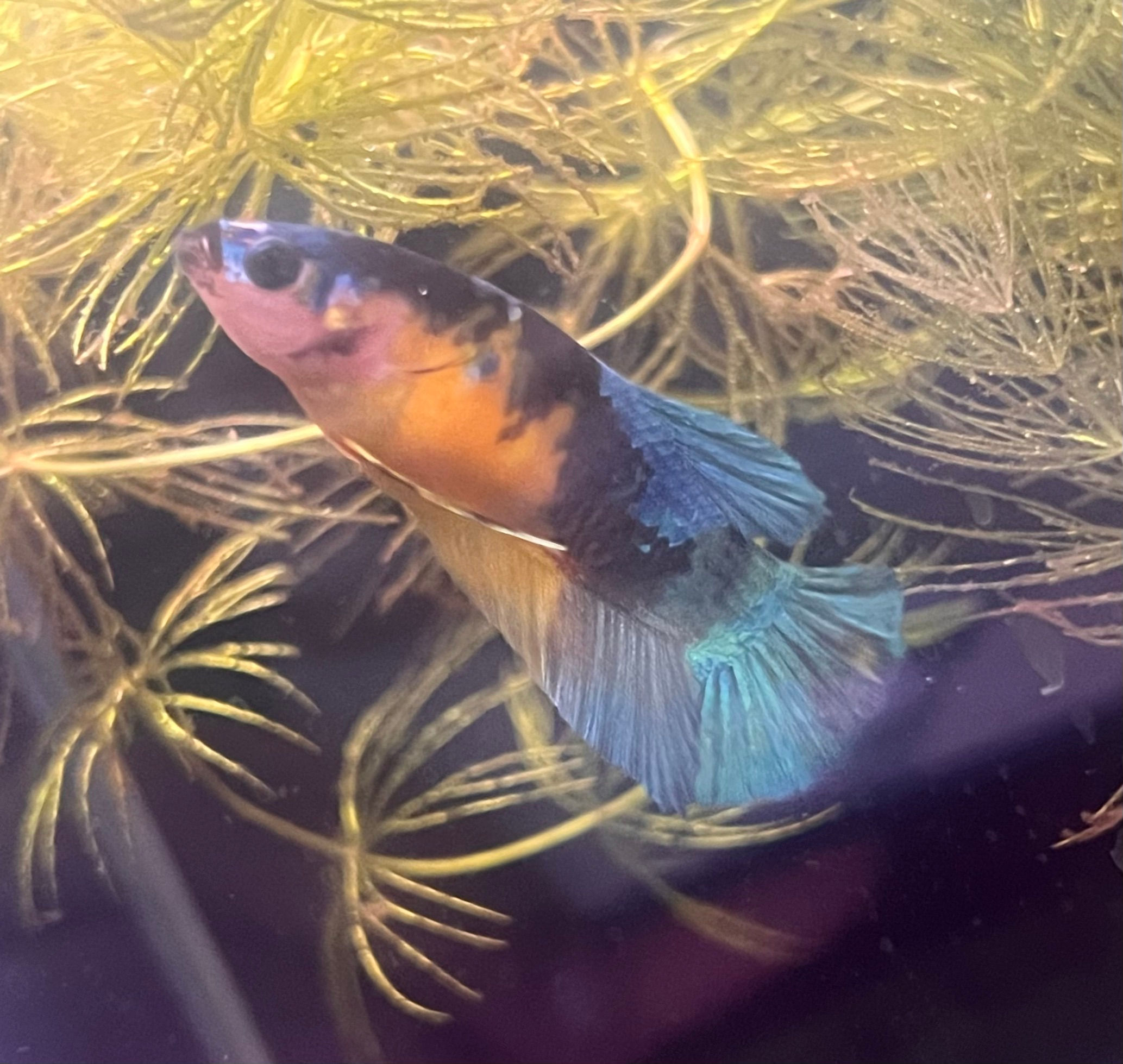 Betta splendens (Koi Yellow Galaxy Female Betta)