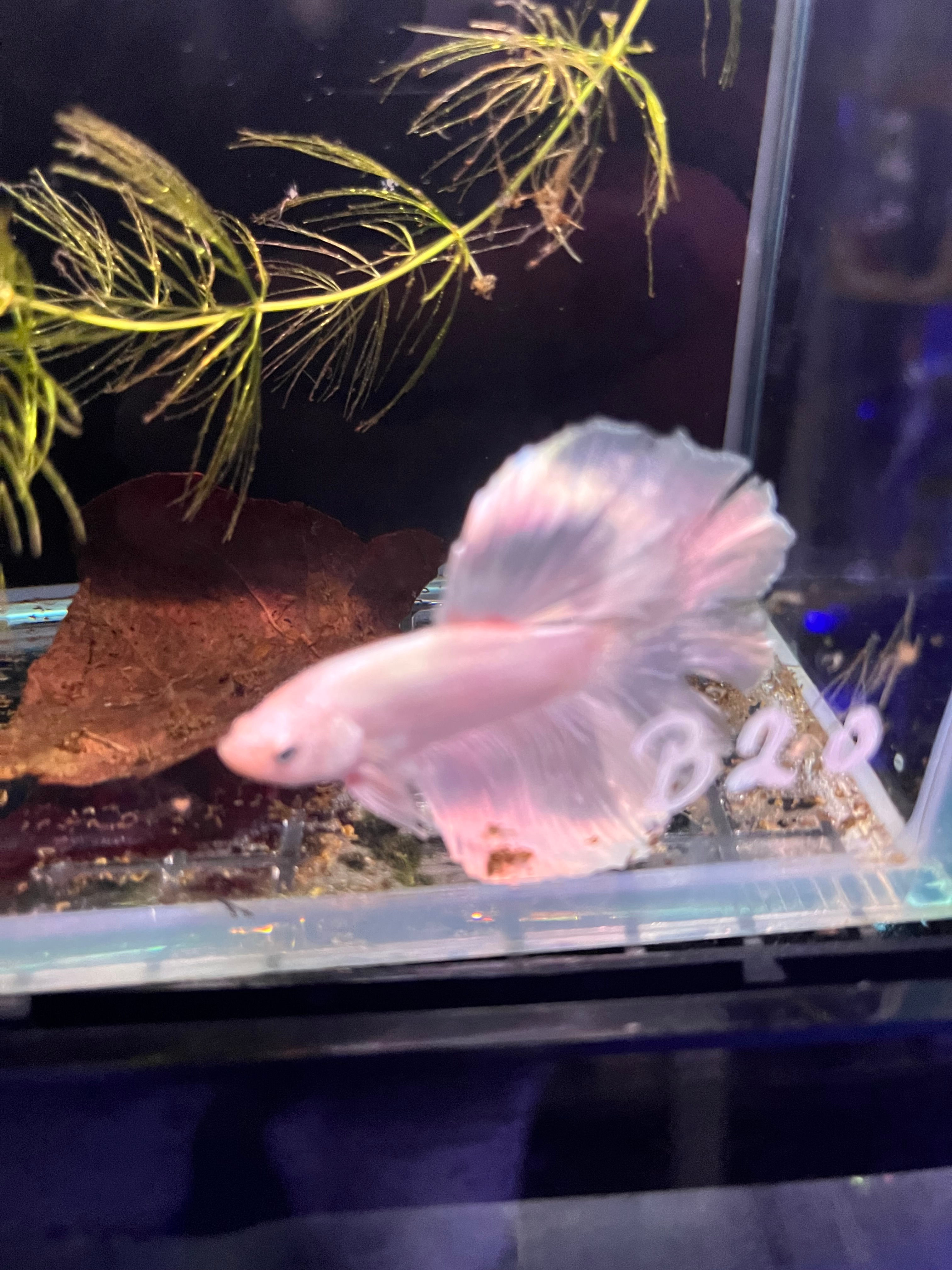 Platinum Galaxy Male Halfmoon Betta