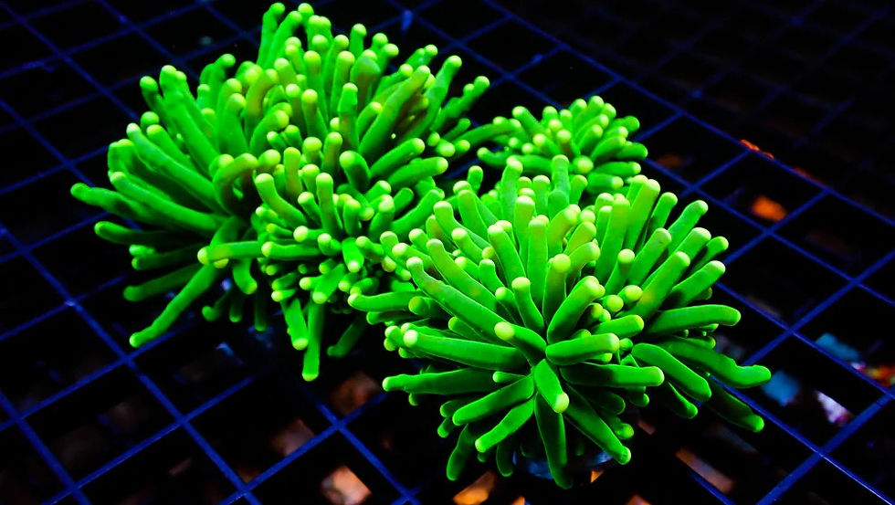 Neon Green Torch Coral