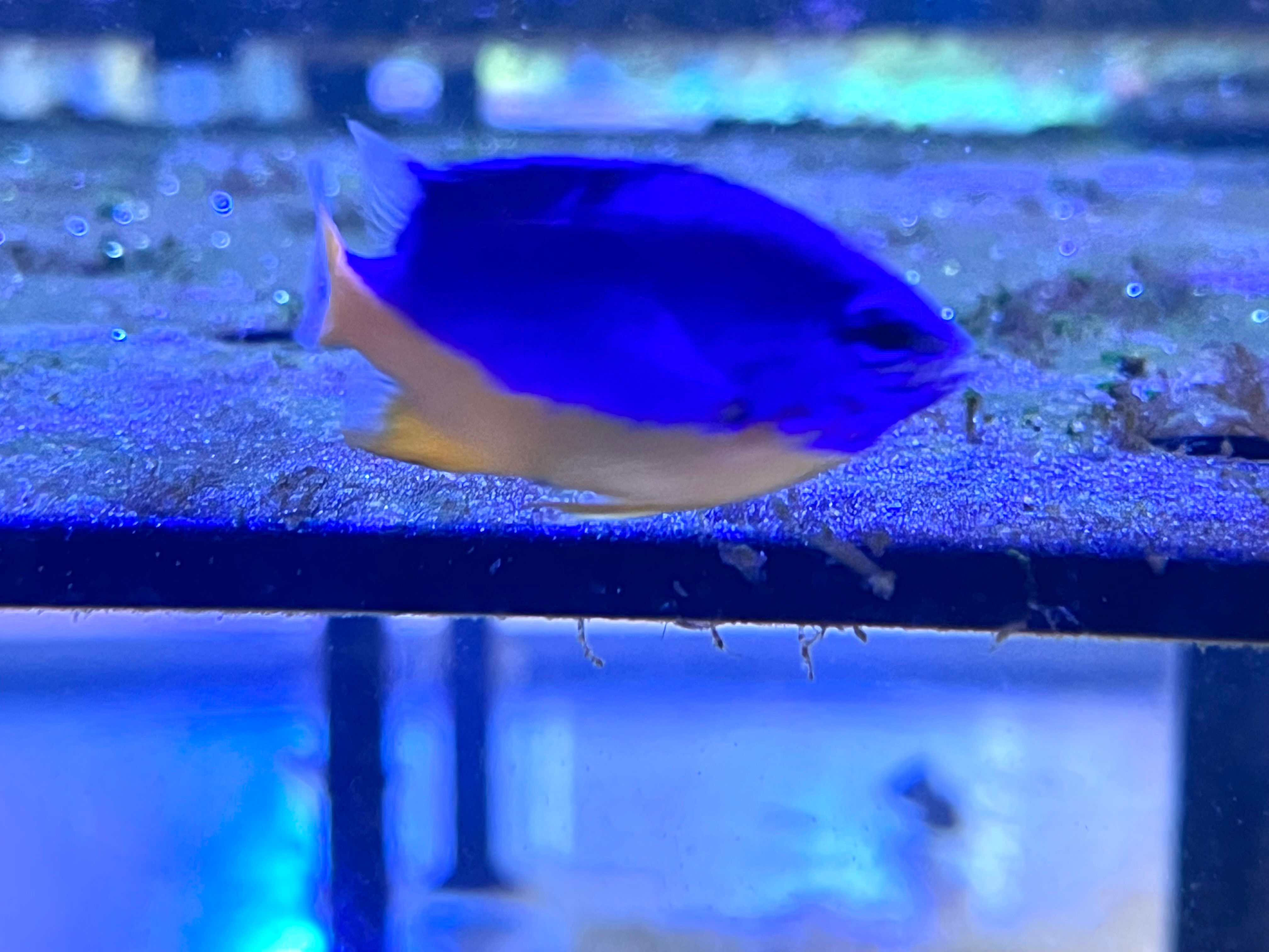 Yellow Belly Damselfish