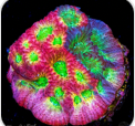 Dayglow - Uber Grafted Favia
