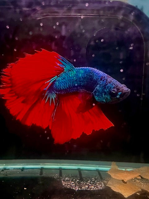 Betta Rosetail Male
