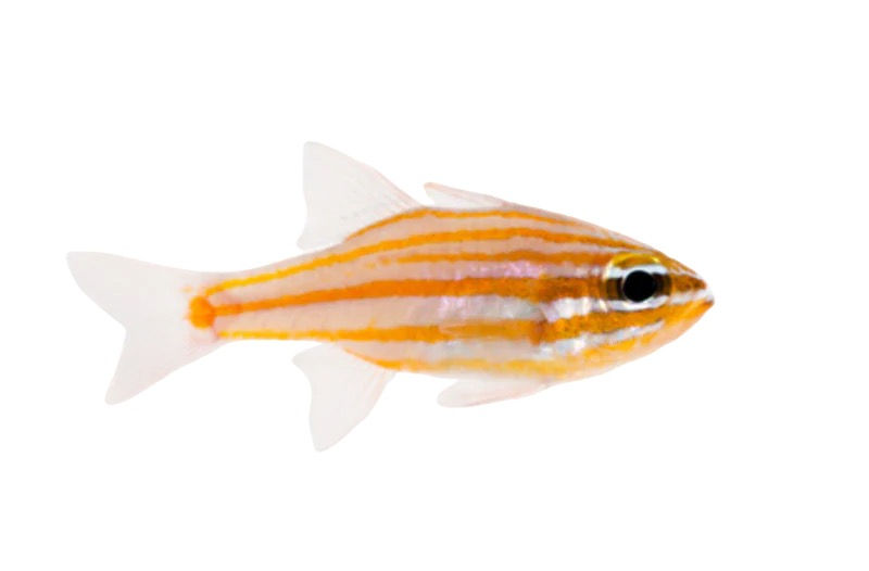 Yellowstriped Cardinalfish (Ostorhinchus cyanosoma)