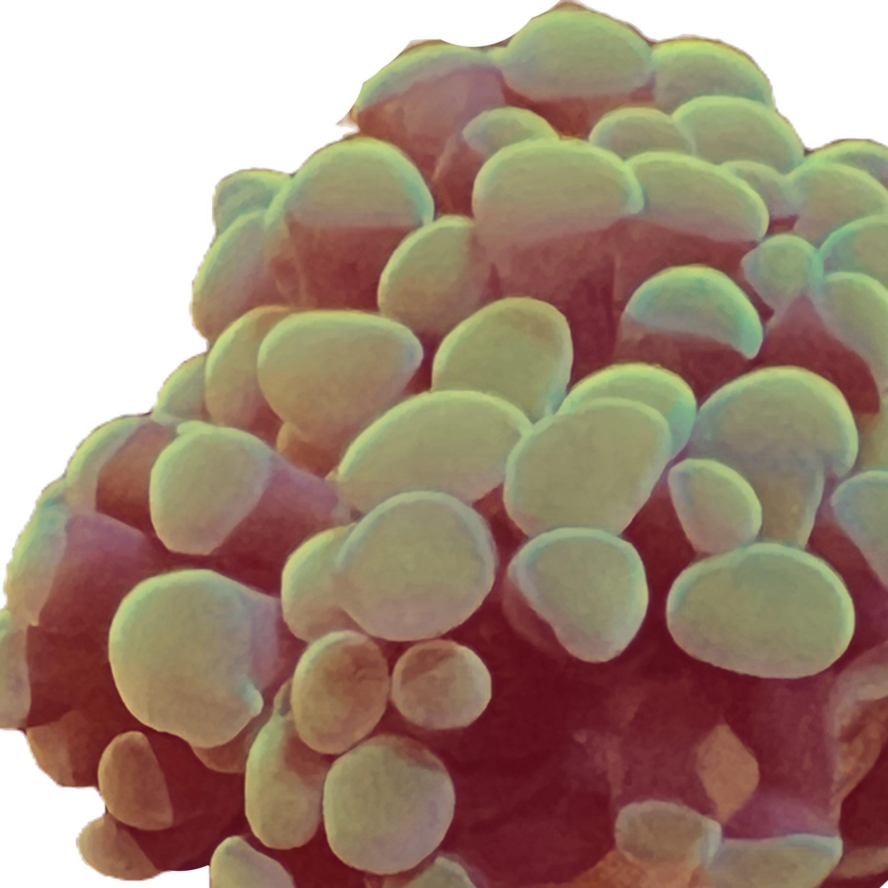 Gold Hammer Coral Frag