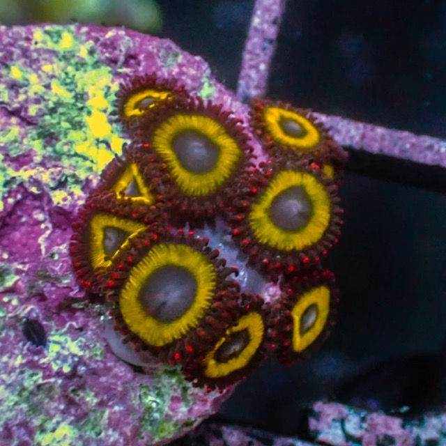 Belladonna Coral