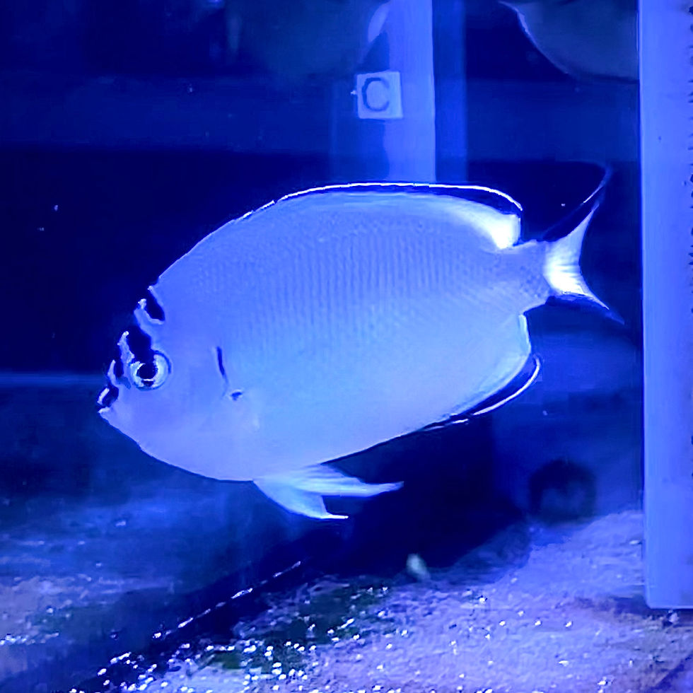 Watanabei Angelfish